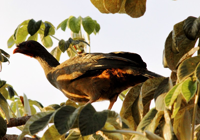 Aracuã-do-pantanal
