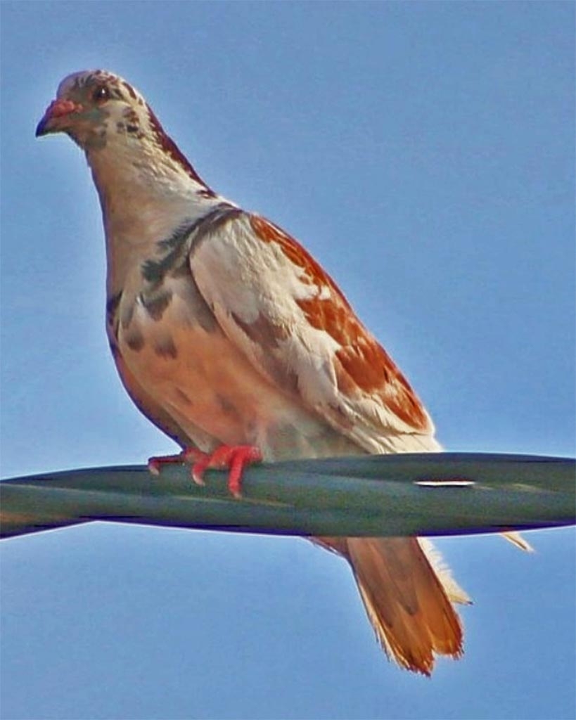 pombo-doméstico (Columba livia)  WikiAves - A Enciclopédia das Aves do  Brasil