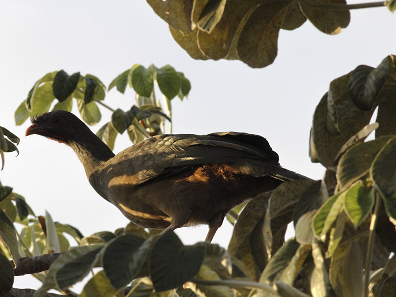 Aracuã-do-pantanal