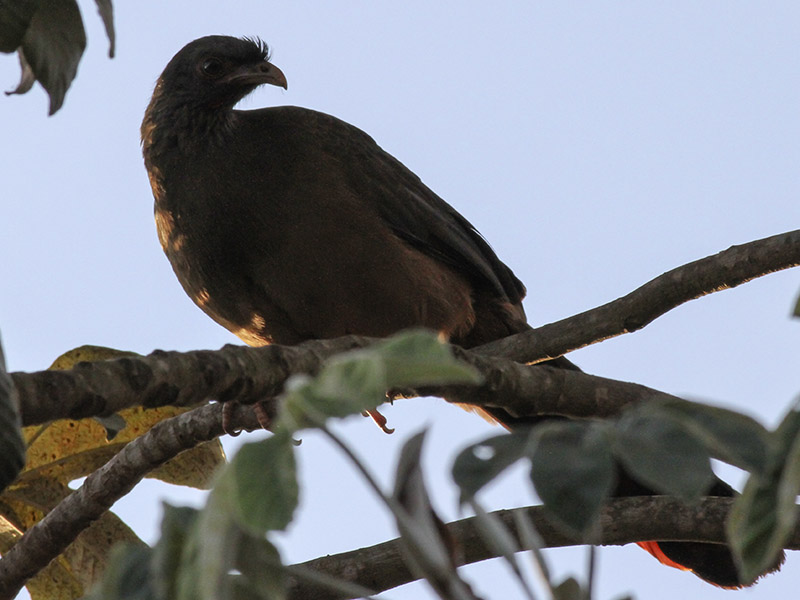 Aracuã-do-pantanal