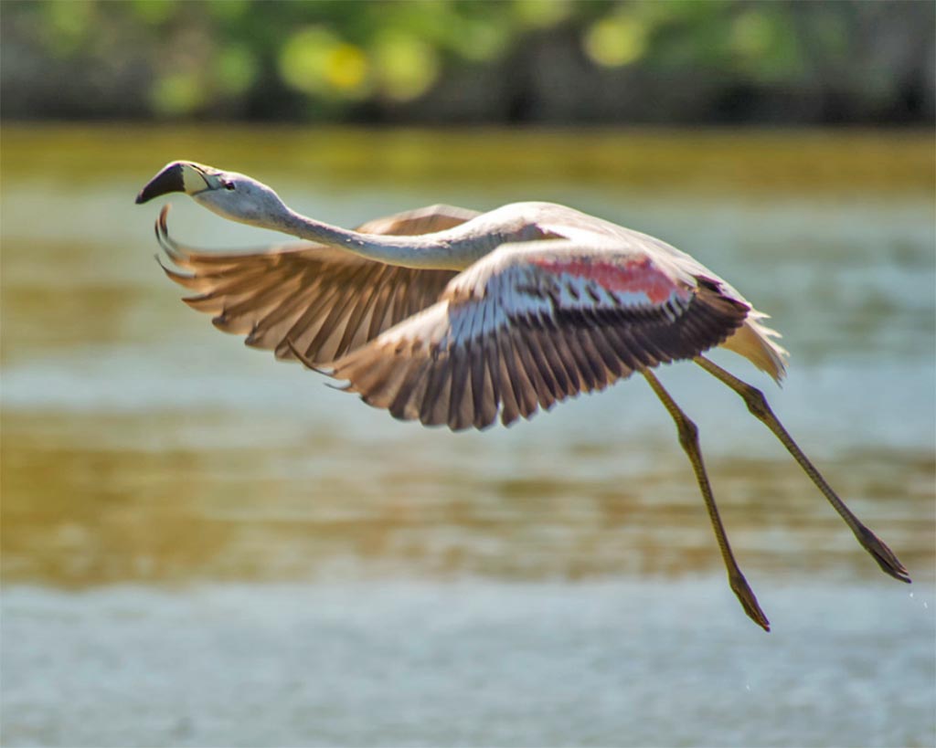 Flamingo-dos-andes