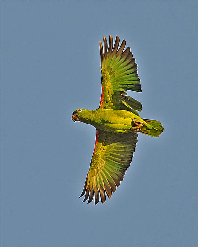 Papagaio-campeiro
