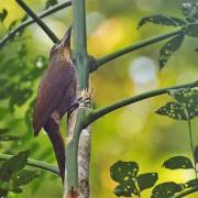 Arapaçu-galinha-do-pará - (Dendrexetastes paraensis)