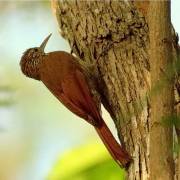 Arapaçu-listrado - (Lepidocolaptes souleyetii)